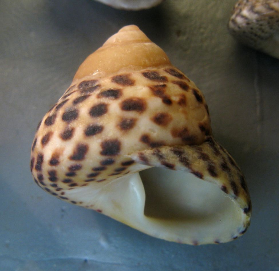 Tenerife, Canarie - Famiglia Trochidae